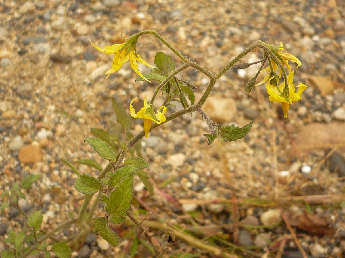 Solanum lycopersicum (Solanaceae)